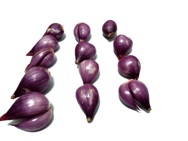 葱和其他几种厨房香料作为简单的照片对象图片下载