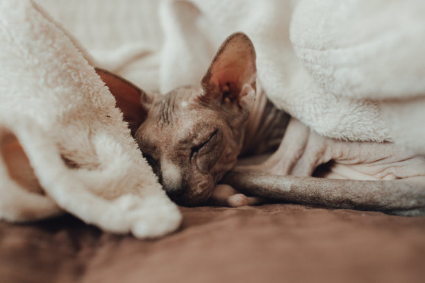 一只斯芬克斯品种的秃猫，他在家里盖着温暖的毯子取暖。纯种宠物护理理念。兽医诊所或宠物用品店的照片图片下载