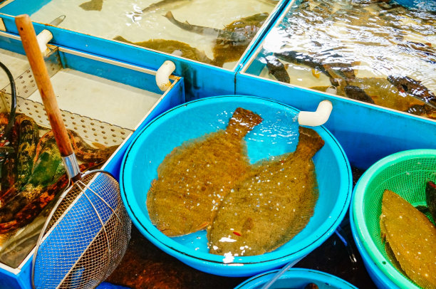 鱼市里的比目鱼图片下载