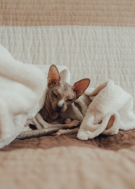 一只斯芬克斯品种的秃猫，他在家里盖着温暖的毯子取暖。纯种宠物护理理念。兽医诊所或宠物用品店的照片图片下载