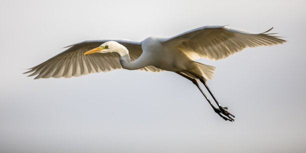 白鹭在飞翔图片下载