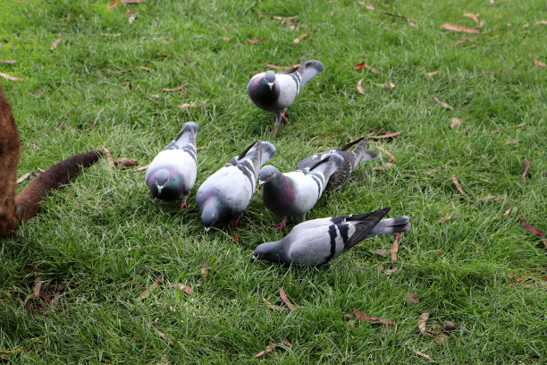一群岩鸽(Columba livia)在草坪上进食(图片来源:Sanjiv Shukla)图片下载