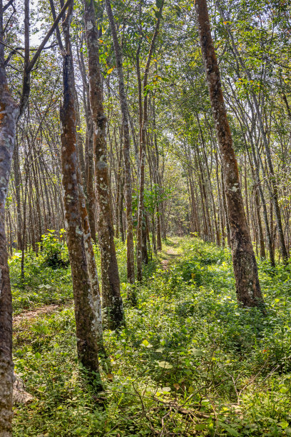 橡胶树种植园，巴西橡胶树图片下载