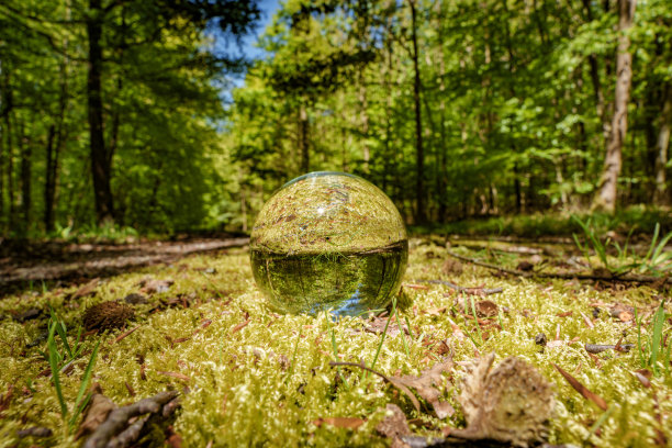 一个玻璃球躺在森林地面上的树木和植物之间图片下载