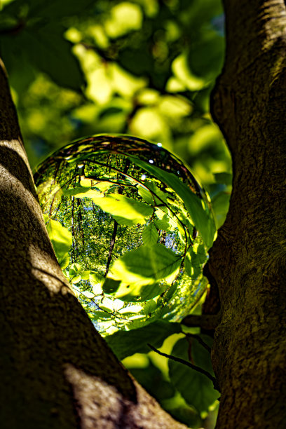 春天的森林，阳光透过水晶透镜状的树叶和树枝照进来。自然，林业，树木，栖息地，环境和可持续发展概念，可持续发展图片，库存照片，太阳之星图片下载