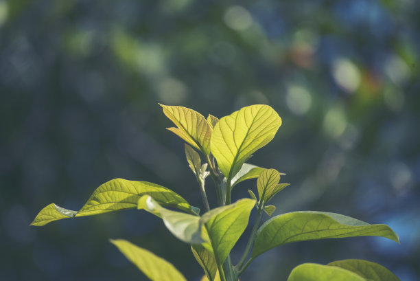 牛油果绿植健康果园。智能农民种植植物在生态绿色农场可持续质量控制。牛油果农场种植生态农田生物技术。水果有机农场图片下载