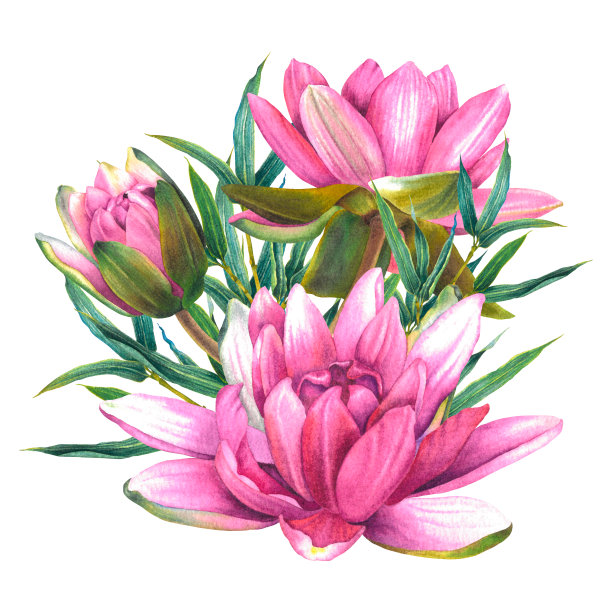 粉红色的睡莲花和绿色的竹枝。手绘水彩插图莲花在孤立的背景。植物开花植物的温泉或禅宗设计，卡片，海报。图片下载