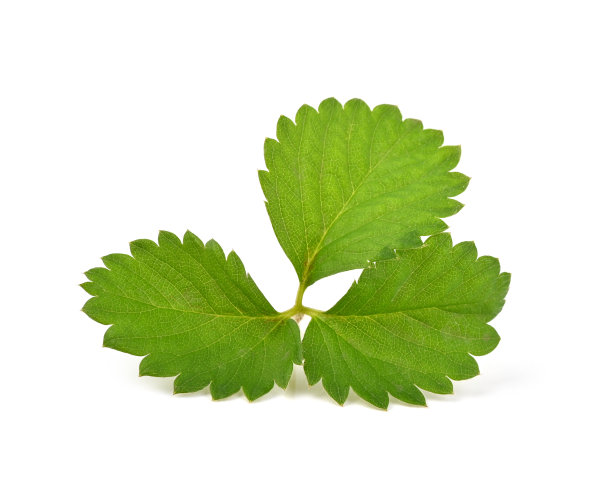 新鲜的草莓叶子孤立在一个白色的图片下载