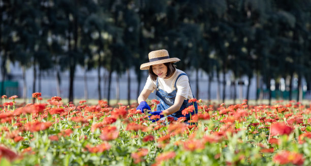亚洲农民和花商正在农场工作，同时使用剪枝机在她的农场为农业产业的插花业务切割百日花图片下载