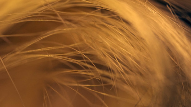 黄色锁下的隐秘世界图片下载