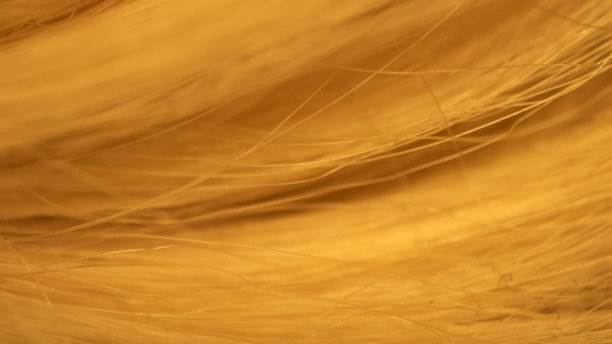 黄色锁下的隐秘世界图片下载