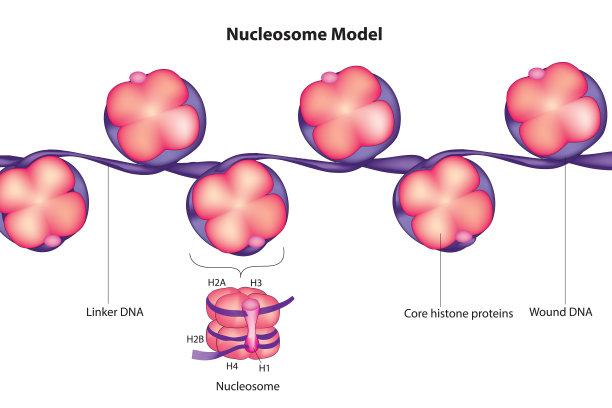 真核生物中DNA包装的结构单元图片下载