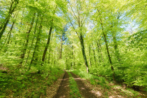 阳光透过森林小径上的树木，形成斑驳的阴影-可持续发展图片-库存照片-太阳之星图片下载