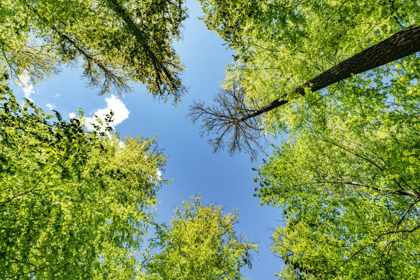 向上看树木方向的天空-可持续发展图片-库存照片-太阳图片下载