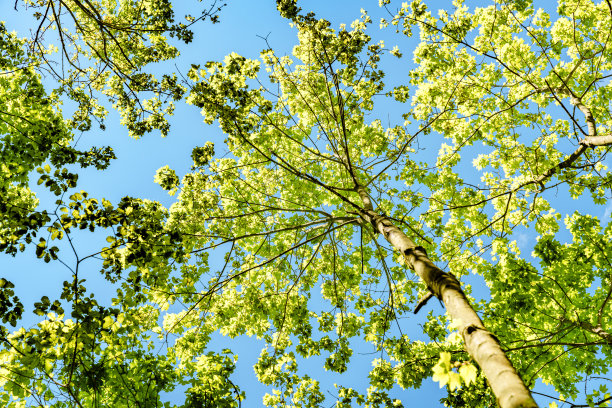 向上看树木方向的天空-可持续发展图片-库存照片-太阳图片下载