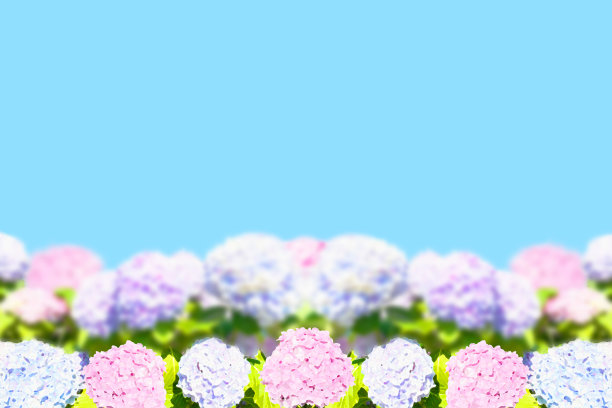 影响照片的粉红色和紫色绣球花的背景说明图片下载