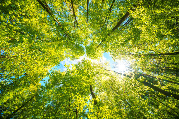 向上看树木方向的天空-可持续发展图片-库存照片-太阳图片下载