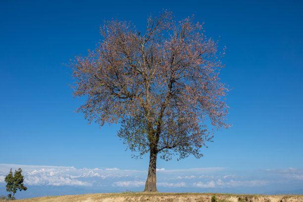 秋天的花图片下载