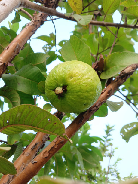 番石榴花园股票照片图片下载