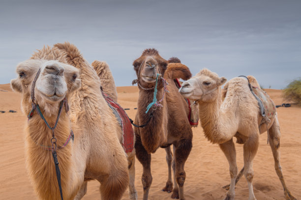 中国内蒙古沙漠中三只滑稽骆驼的特写图片下载