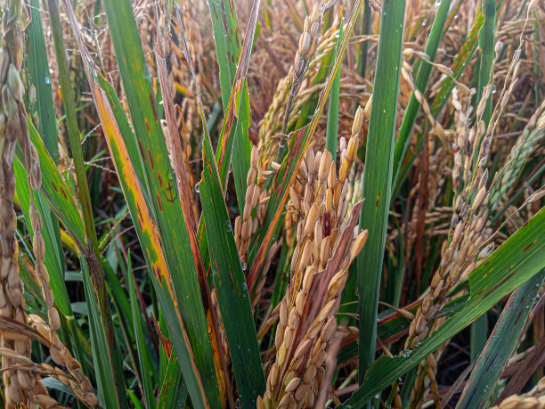 水稻种植图片下载