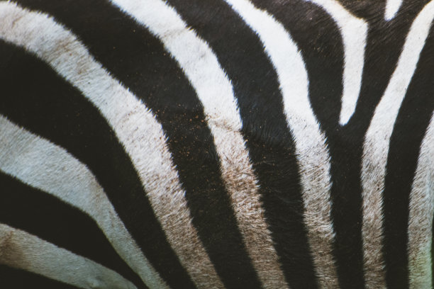 斑马皮纹理背景，高质量的照片。图片下载