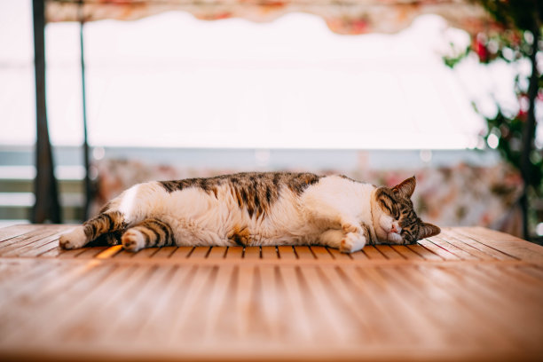 睡懒猫图片下载