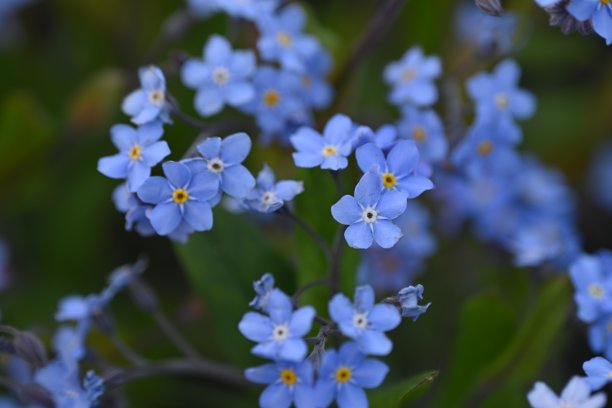 蓝色勿忘我花为背景，天空色花以绿色为背景，傍晚夏夜，特写花以模糊为背景，自然发展，照片为灵感图片下载