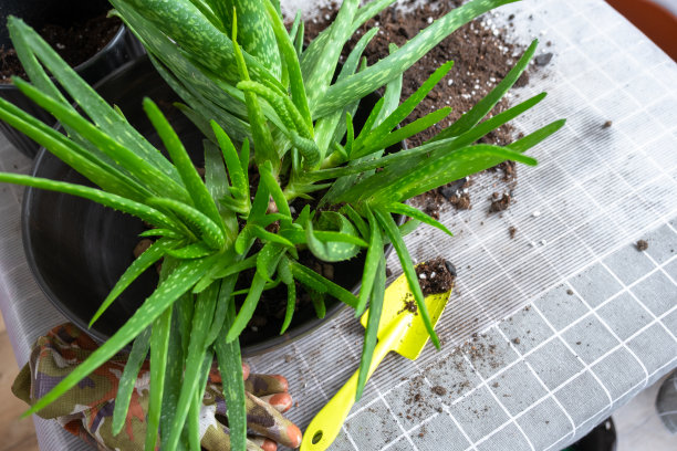 盆栽、移栽和繁殖是分离芦荟植株的后代。多肉放在桌子上，花盆里，泥土里，勺子里图片下载