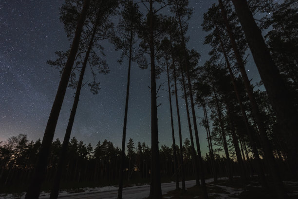 景观天文照片，冬日的松林以星空为背景。图片下载