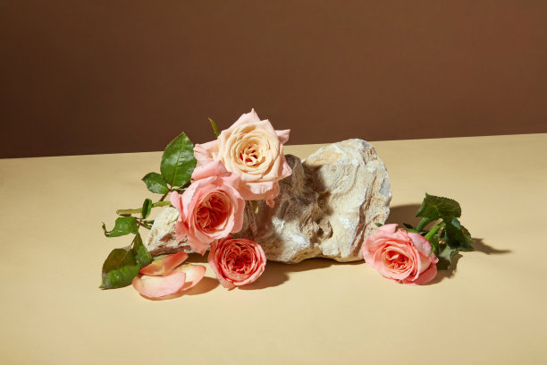 现场的正面照片，粉红色的玫瑰在棕色背景上的奶油色桌子上的白色岩石上。文字和设计元素的空白空间图片下载