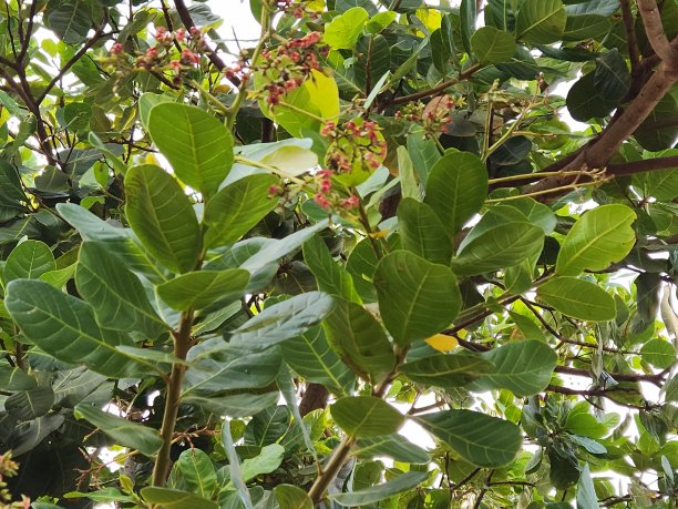 腰果树之美:春暖花开图片下载