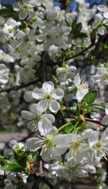 鲜花盛开的樱桃枝上的前景垂直股票照片图片下载