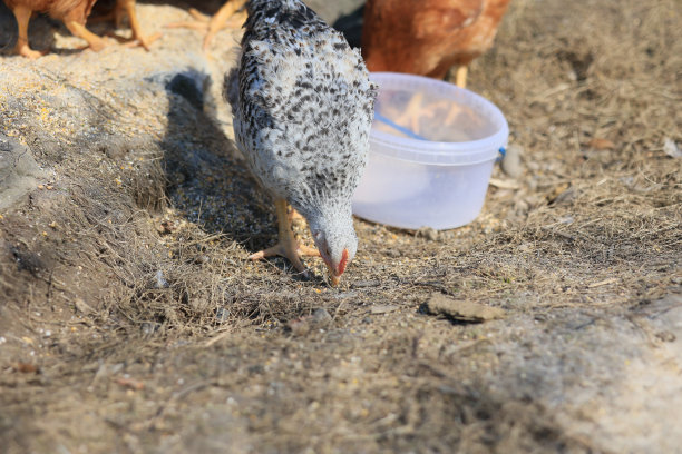 照片中的一只鸡。在阳光明媚的日子里，自由放养的鸡在草地上啄食，寻找食物。家庭农场。国内的鸡。农场的夏日。一只鸡的肖像。图片下载