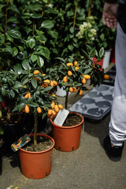 金桔，盆栽迷你柑橘树与水果在户外花园中心商店零售图片下载