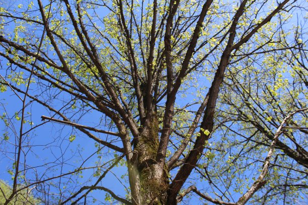 清新的绿叶映衬着蓝天的背景，照片的特写图片下载
