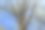 清新的绿叶映衬着蓝天的背景，照片的特写图片下载