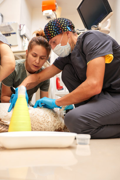 兽医团队的医生正在给一只可爱漂亮的狗做超声波扫描。兽医的概念。图片下载