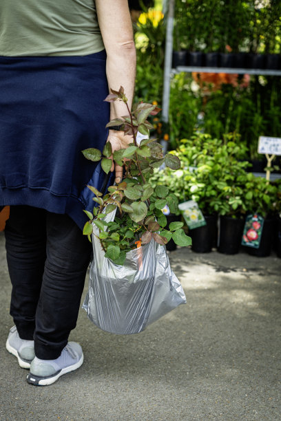 一名男子在植物市场为花园准备玫瑰幼苗的后视图。园艺，春天，爱好概念图片下载