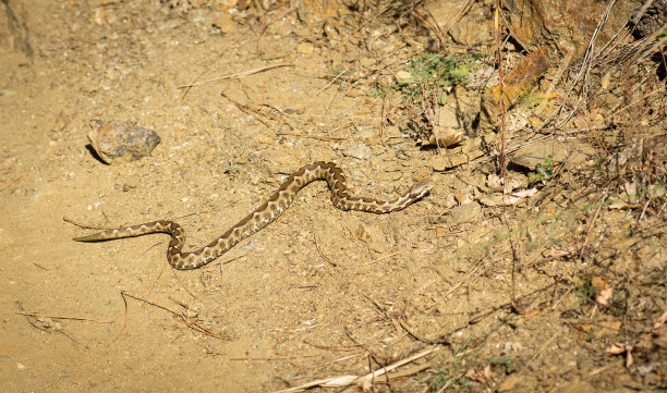 鼻角蛇穿过土路，沙蛇，沙蛇，远观图片下载