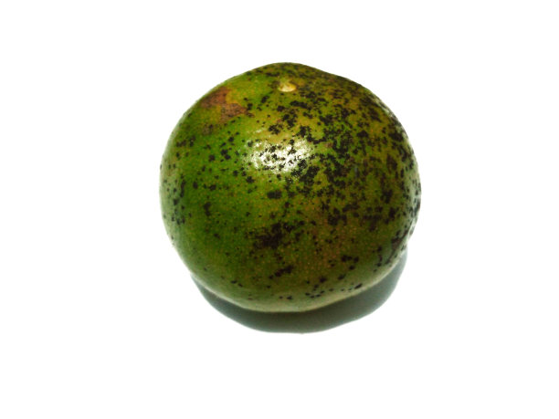 橙色水果照片图片下载