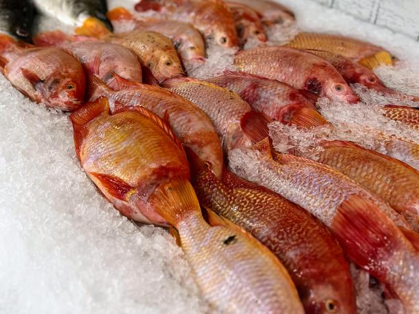 一张桌子上一堆鱼和一只猫的照片。图片下载