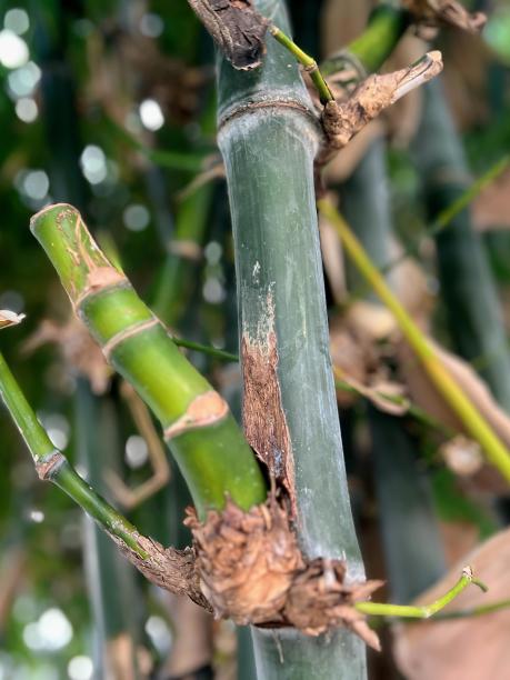 一棵竹子的照片，上面有几片叶子。图片下载
