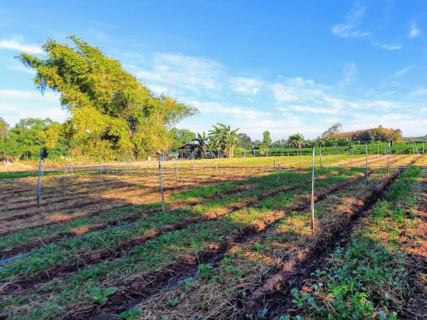 一张有篱笆和一排树的田野的照片。图片下载