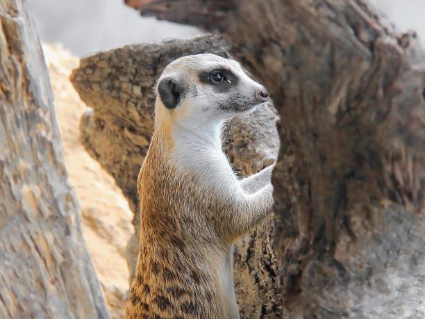 猫鼬用后腿站立的照片。图片下载
