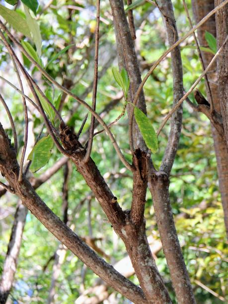 一张鸟栖息在树林树枝上的照片。图片下载