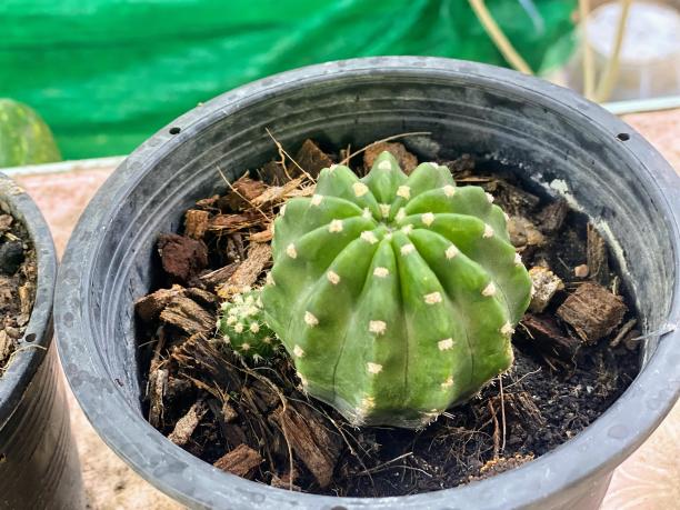 桌子上盆栽仙人掌的照片。图片下载