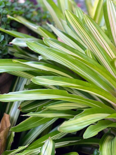 花园里一株带白色条纹的绿色植物的照片。图片下载