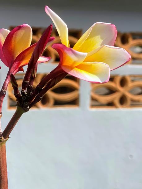 一张桌子上花瓶里的花的照片。图片下载