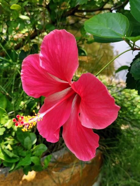 花园里花盆里一朵粉红色花的照片。图片下载